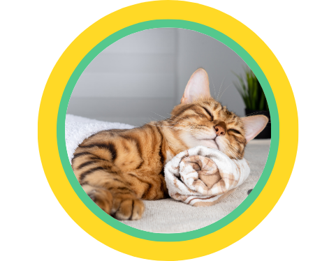 A brown tabby cat resting their head on a rolled up towel looking relaxed