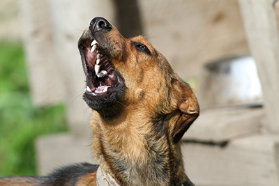 how loud is a barking dog