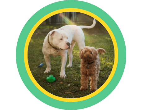 Photo of a white pit bull with a red collar and a brown Yorkshire terrier standing on grass in the sun in a green and yellow circle frame