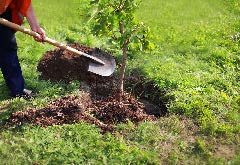 person holding shovel next to freshly planted tree