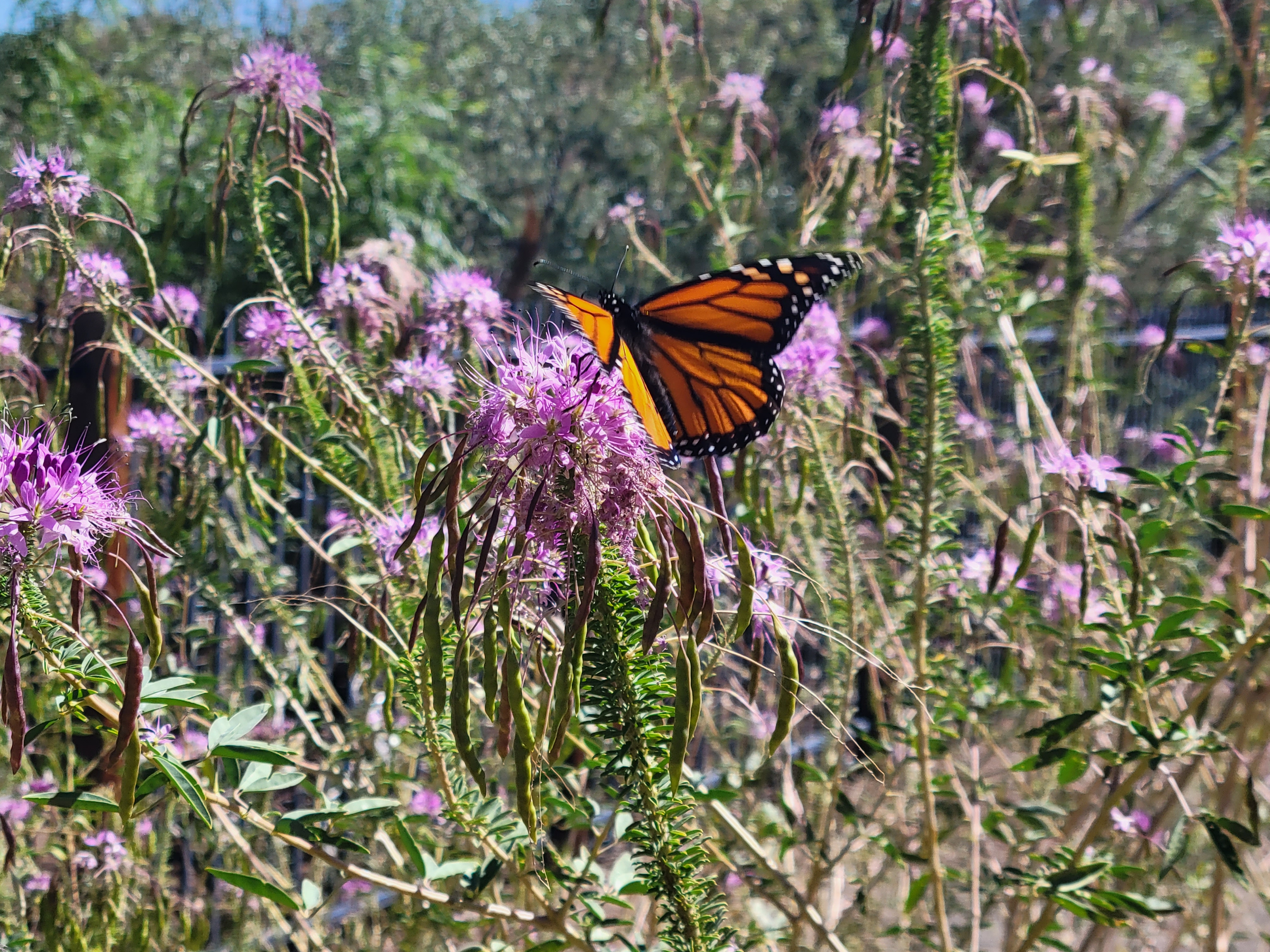 Butterfly on Flowers Image