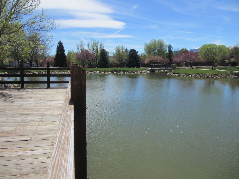 Pond view