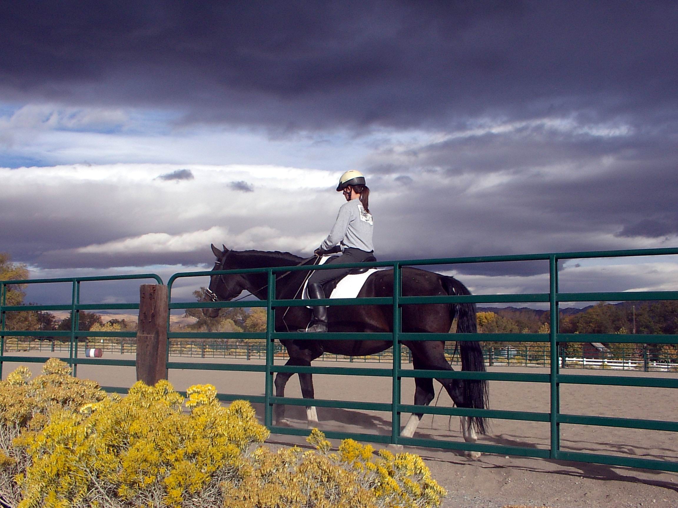 bartley horse with rider