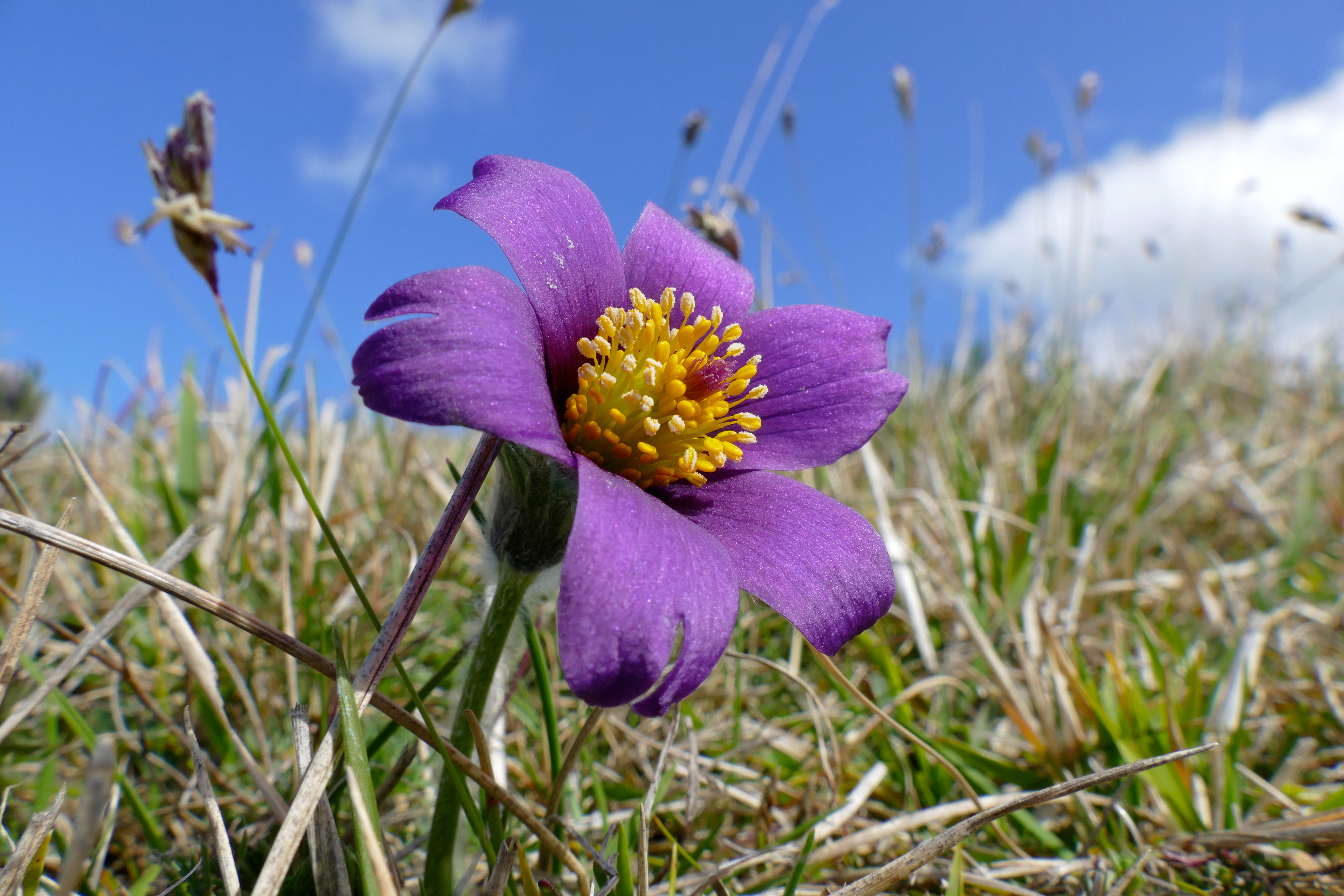 Picture of Pasque Flower