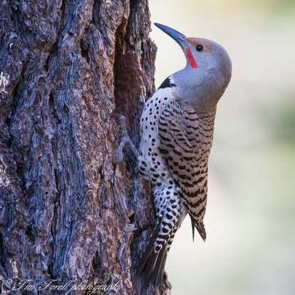 Northern Flicker