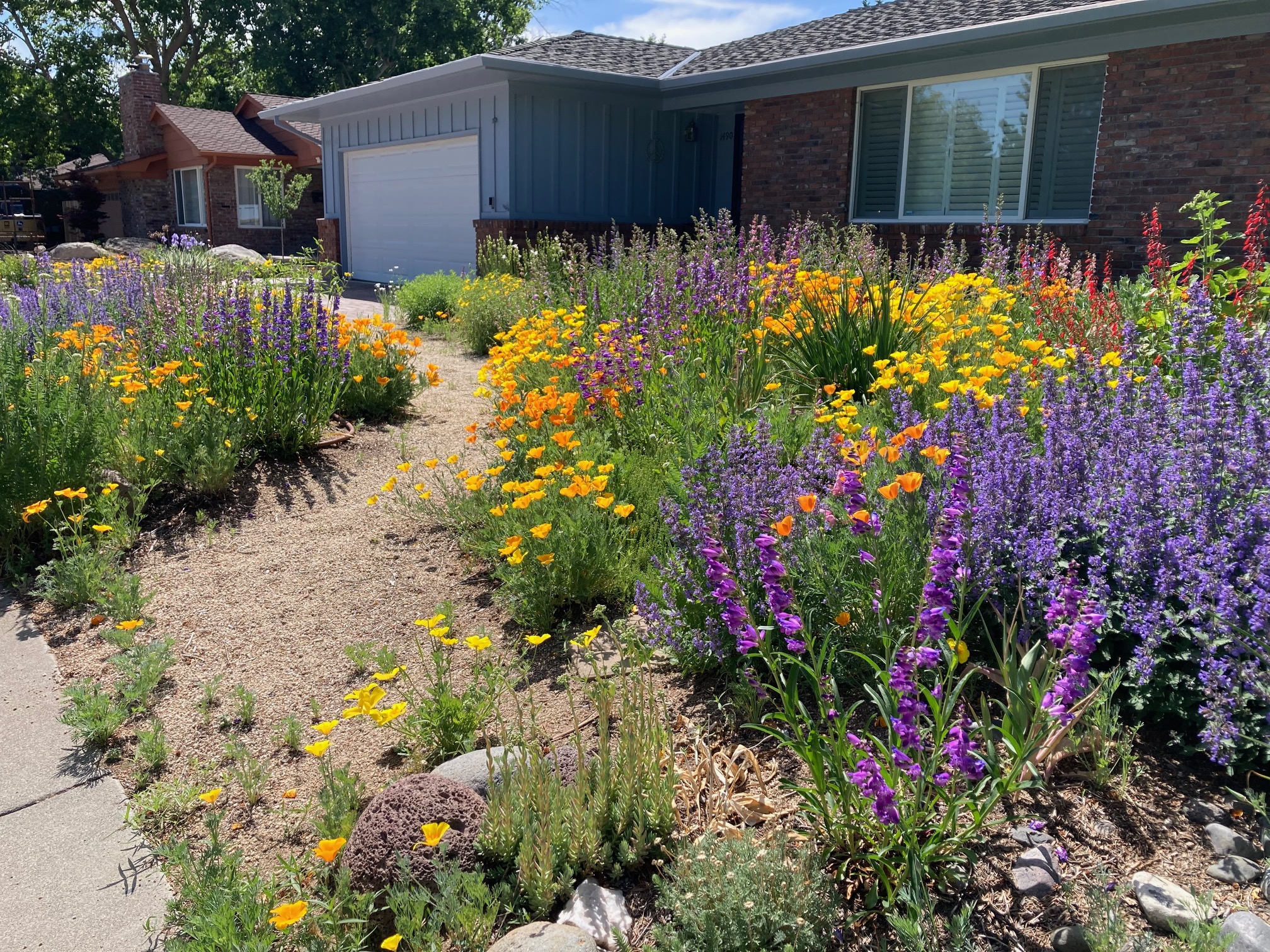 CJensen colorful flowers in pollinator garden outside suburban home